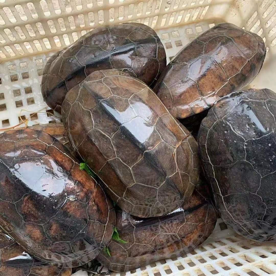巨型大乌龟活体外塘生态中华草龟冷水慢长金线龟放生国龟大母草食用可