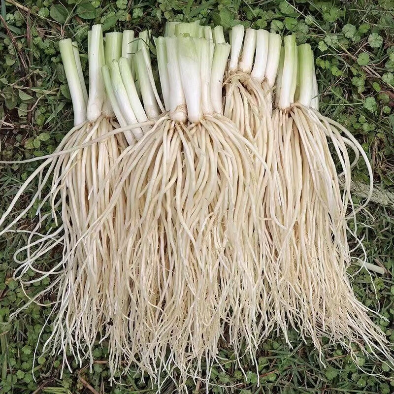 云南苤菜根500g新鲜大韭菜野菜种植凉拌舂菜可腌制网红撇菜根牛皮