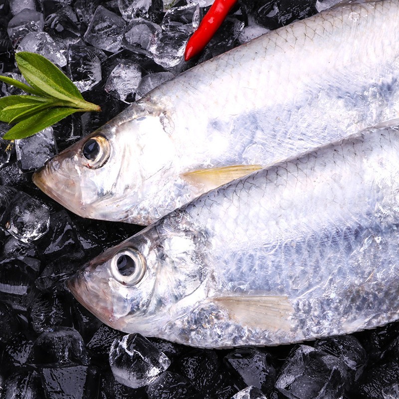 新鲜白鳞鱼 海捕鳓鱼 鲜活速冻曹白鱼 白鳓鱼 鲞鱼 快鱼 4斤(每条约2