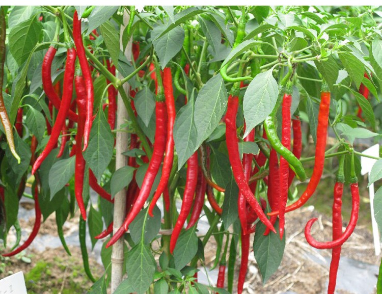 媚调 园现摘现发新鲜5斤红线椒辣椒二荆条红辣椒农家自种贵州露天剁椒