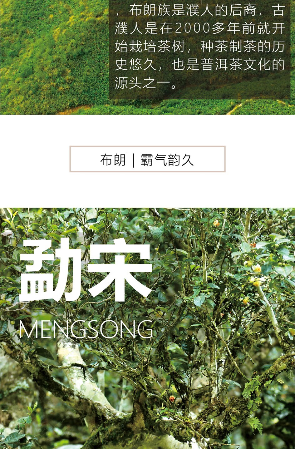 云顶茶叶百年古树2021封藏普洱生茶封藏龙珠56g