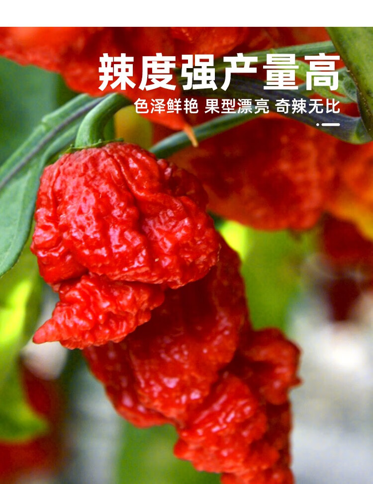 大禹 魔鬼辣椒种子特辣超辣本地 寿禾红魔鬼辣椒种子200粒装【图片