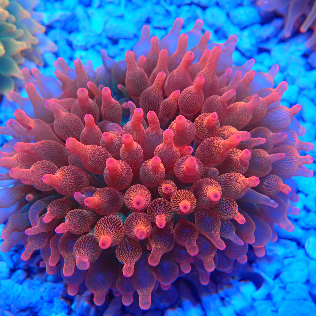 珊瑚活体荧光红奶嘴活体珊瑚绿地毯小丑鱼共生紫点海葵客厅水族馆海水