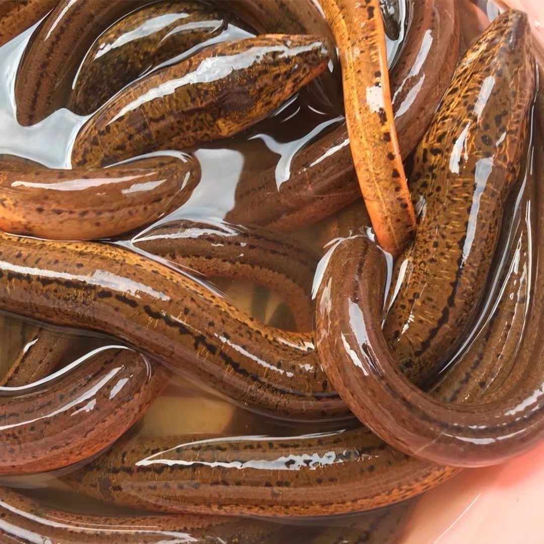 商南助农馆帆儿庄园正宗黄鳝鱼鲜活黄鳝现杀滋补黄鳝鳝鱼长鱼黄鳝3斤