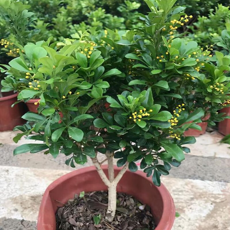 米兰花阳台常青植物盆栽室外庭院绿植带花浓香花卉别墅客厅好养植物