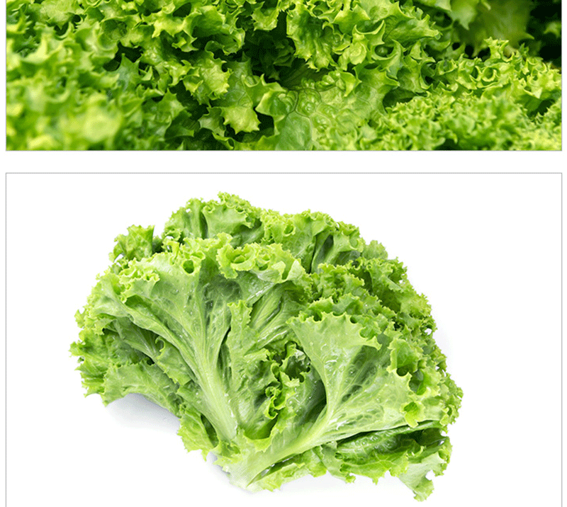 春光岛【顺丰速运】新鲜罗莎绿生菜 现摘沙拉生菜当季生吃西餐绿毛