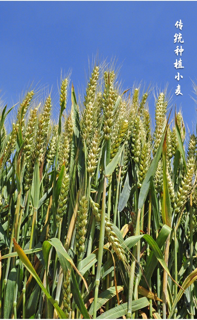 寿禾 优质小麦种子500克高产原种 优质小麦种子 5斤 【有包衣 不可做