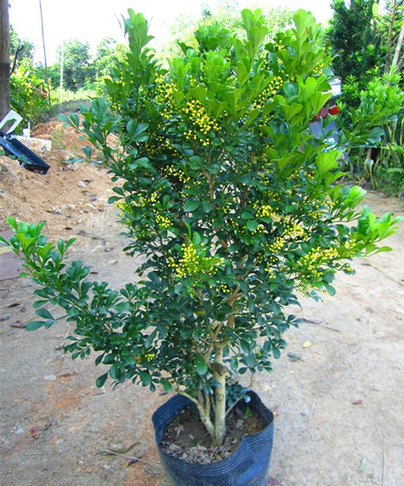 米兰花阳台常青植物盆栽室外庭院绿植带花浓香花卉别墅客厅好养植物