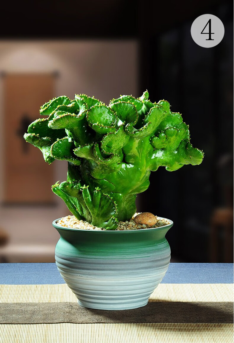 快递膨珊瑚多肉盆栽植物室内办公室桌面防辐射室外阳台