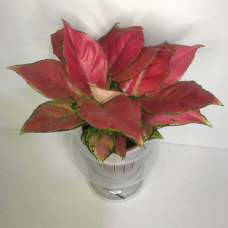 如意皇后花苗小盆栽桌面好养绿植水培室内植物净化空气客厅万年红2盆1