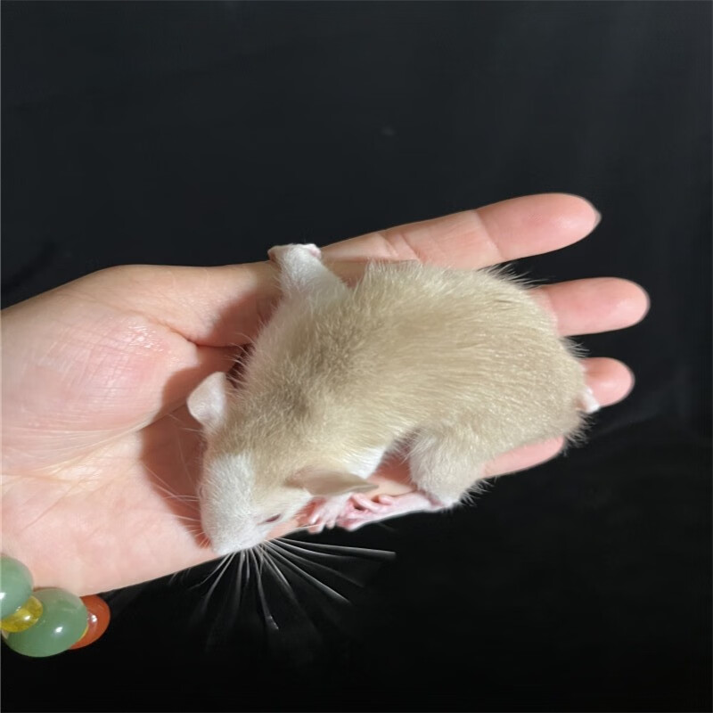 灵狐之家花枝鼠活体宠物幼崽飞象耳包活亲人小型宠物鼠正脸活体 花枝