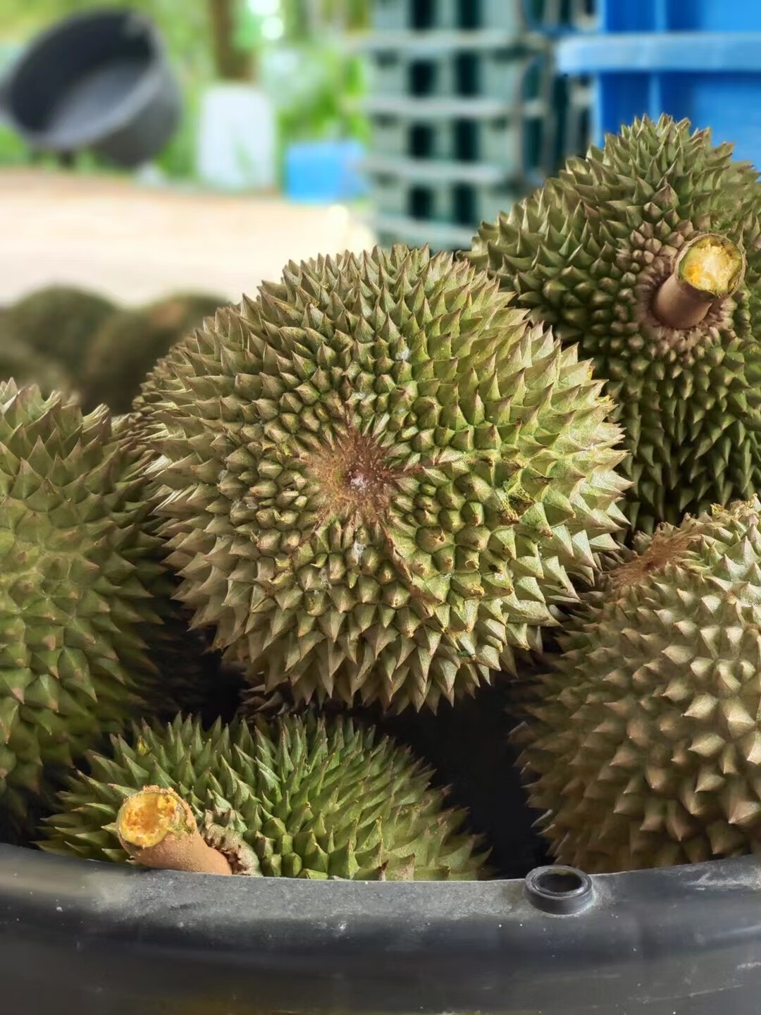 马来西亚黑刺榴莲d200双aa果【稀缺品种】液氮老树树上熟带壳榴莲 黑