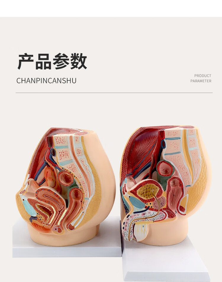 教学仿真女盆腔模型女性泌尿生殖系统标本正中矢状切计生模型盆腔矢状