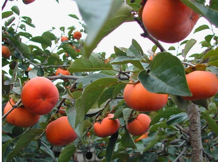 柿子树苗嫁接盆栽南方果树苗北方柿子树庭院种植当年结果奶油柿子树苗