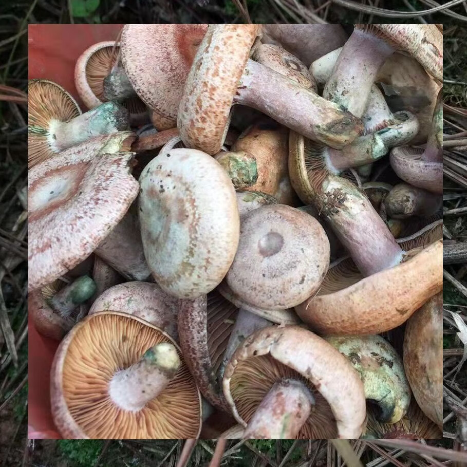 新鲜野生枞树菌寒菌蘑菇湖南湘西三九菇松树菌菇雁鹅菌谷熟菌500g整箱