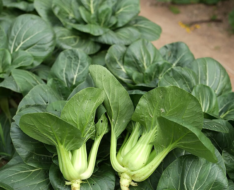北蔬矮脚苏州青油菜种子矮箕黑叶秋冬季青梗菜寿光蔬菜种籽青菜家庭