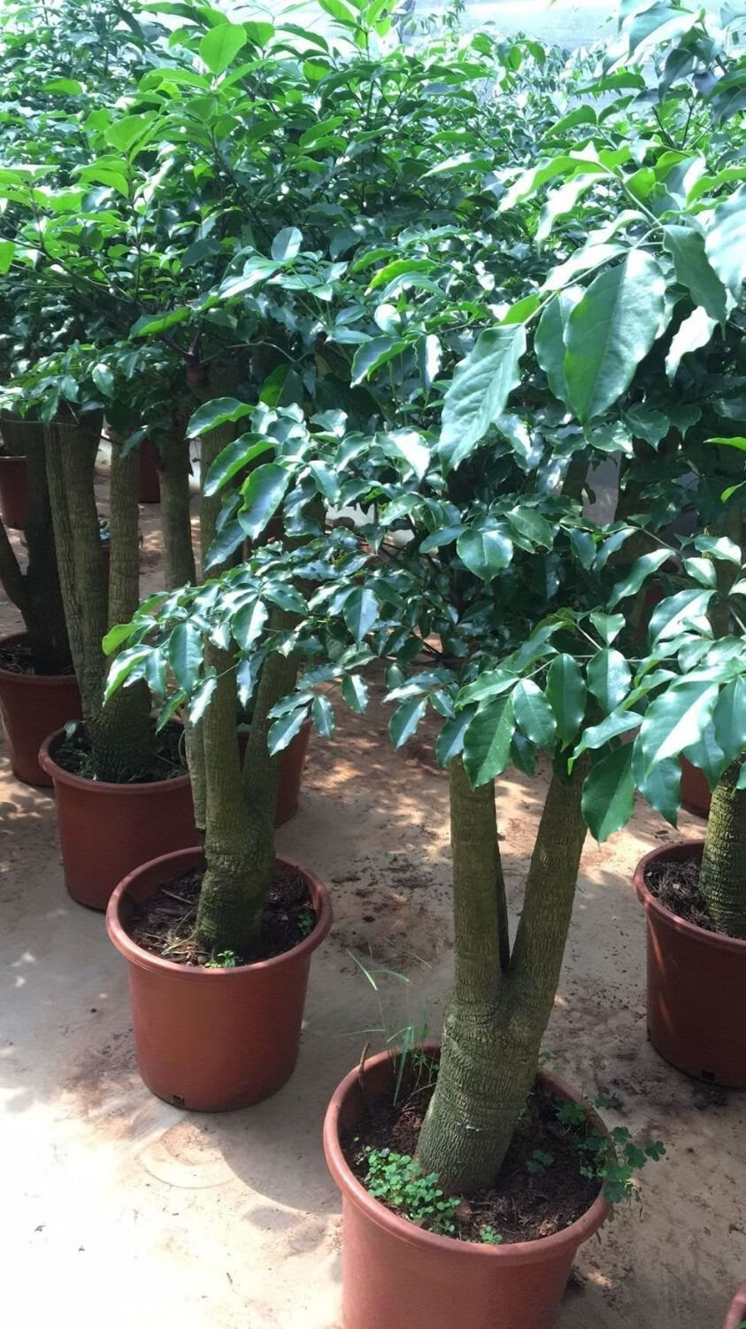 2022新款大富贵幸福树发财树绿宝室内大型绿植盆栽招财树好养成品组合