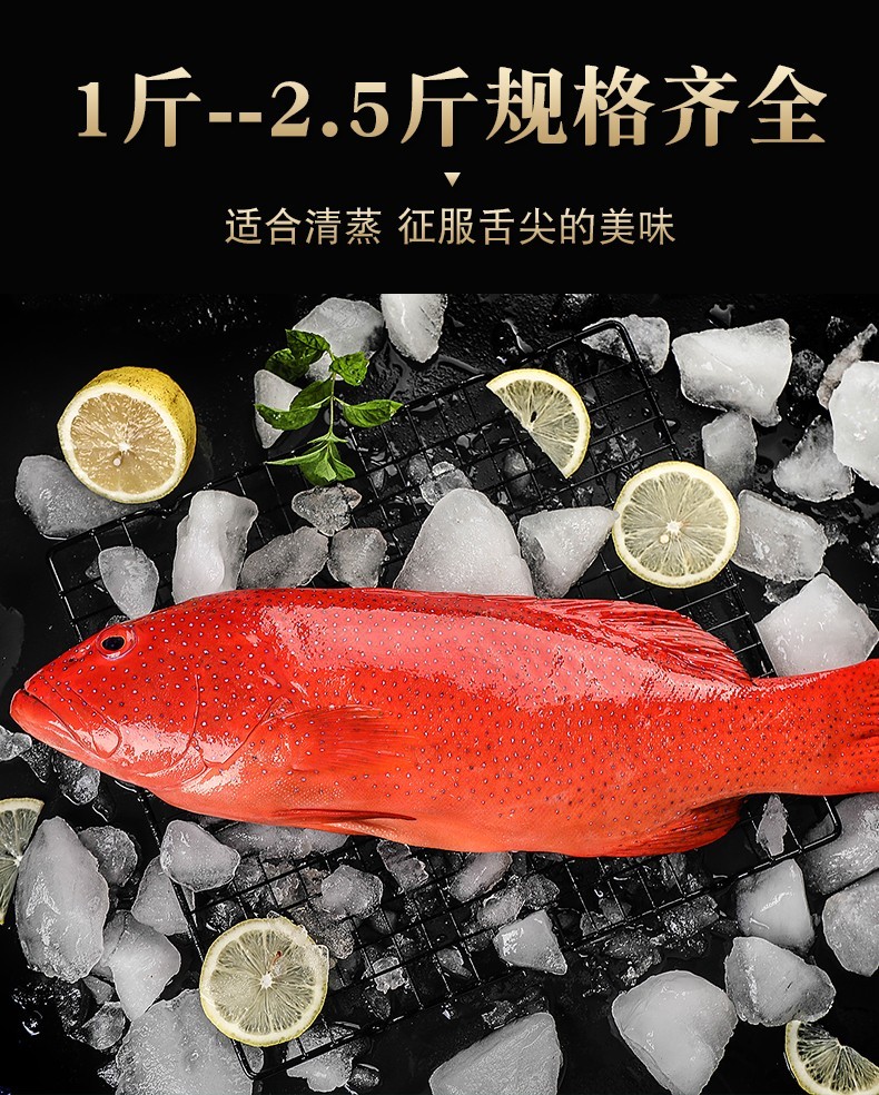 客品鲜渔深海东星斑鱼燕尾红石斑鱼海鱼海鲜鱼类生鲜750g850g条