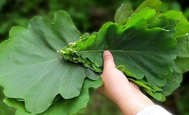 粽叶新鲜大号 槲叶 桲椤叶 包粽叶 新鲜粽叶50片【图片 价格 品牌