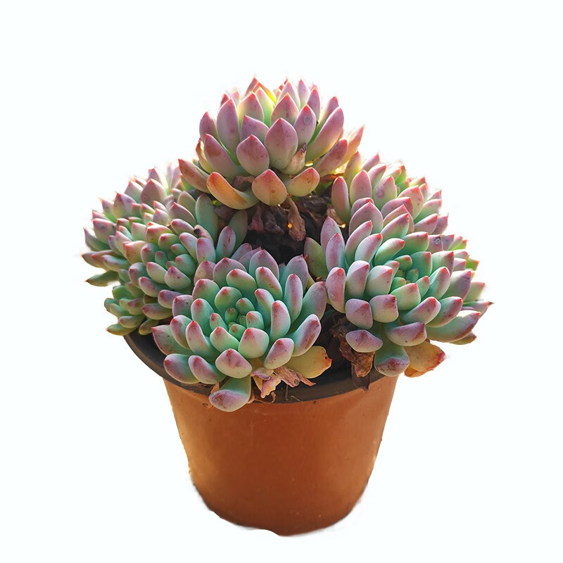 蓝苹果精灵多肉老桩植物阳台花园庭院适用盆栽别墅软装造景蓝苹果5头