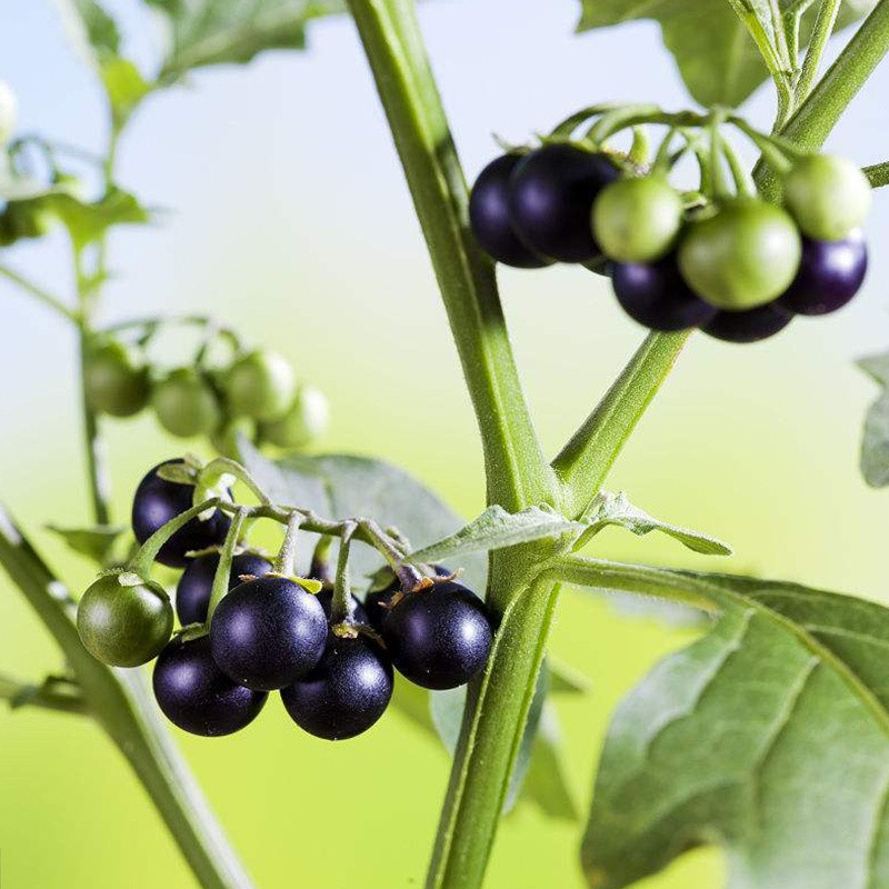 恬女神新鲜龙葵果 黑悠悠 黑呦呦 黑星星 天茄子果