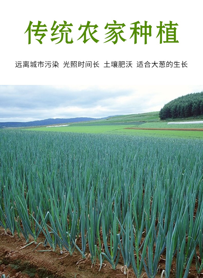 新鲜大葱山东铁杆大葱产地直供新鲜蔬菜净重约5斤装