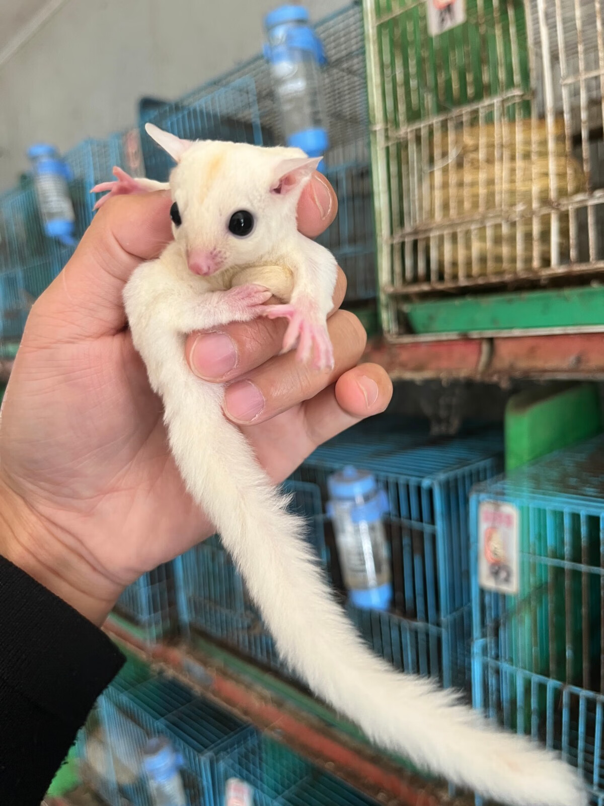 灵狐之家 蜜袋鼯活体宠物幼崽小飞鼠随身活物大眼鼠活体宠物 原色