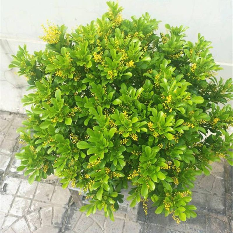 米兰花阳台常青植物盆栽室外庭院绿植带花浓香花卉别墅客厅好养植物