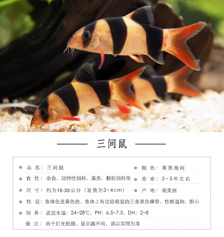 乐淘逸宠三间鼠鱼活体小丑泥鳅进口大三间鼠清缸工具鱼热带观赏鱼三间