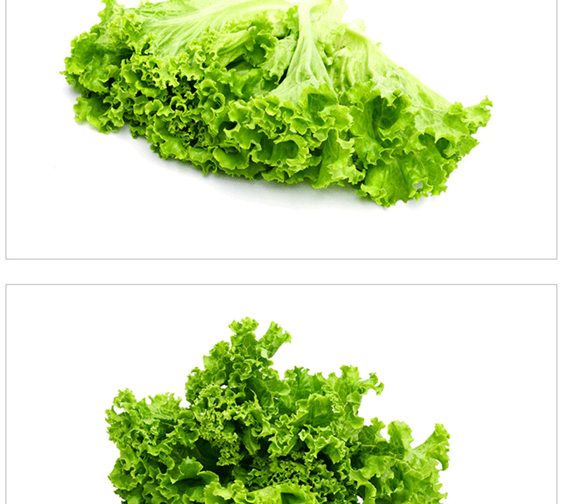 春光岛【顺丰速运】新鲜罗莎绿生菜 现摘沙拉生菜当季生吃西餐绿毛