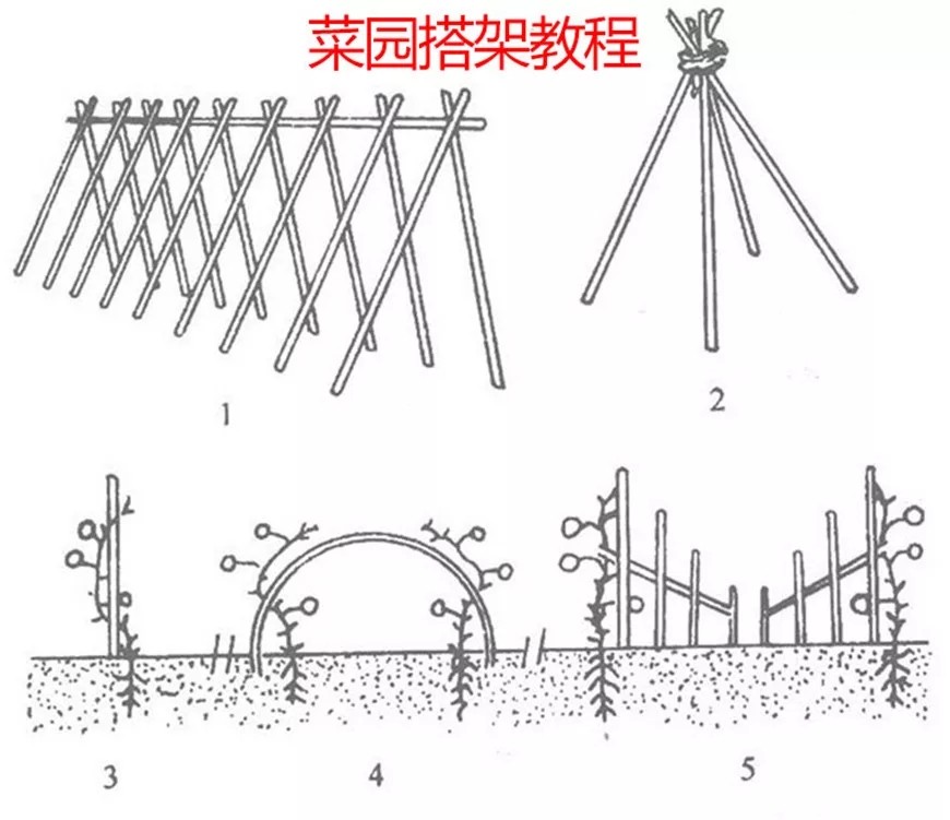 凯悦畜牧 竹竿菜园搭架竹杆条3米豆角黄瓜架子小竹子竹篱笆栅栏围栏架