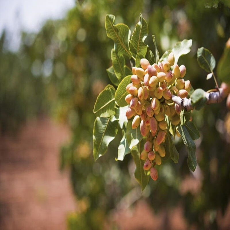 姜南开心果树苗开心果盆栽地栽当年结果嫁接果树苗盆栽南方北方种植长