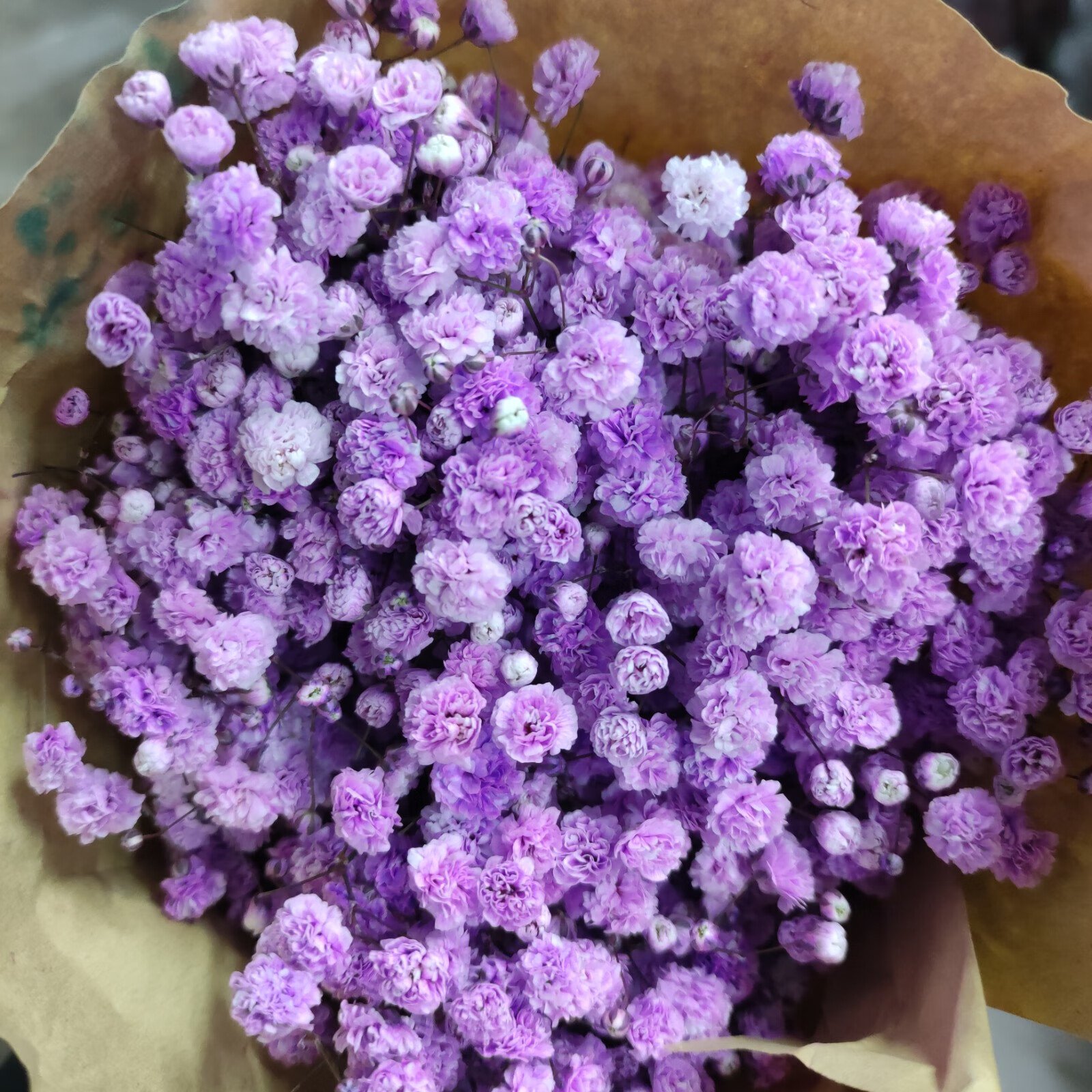 梦景花卉 满天星 花束花篮配花 白色 粉色 紫色 蓝色 绿色 彩色0.