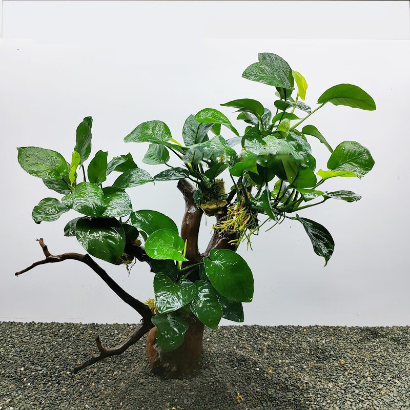 水榕沉木水榕懒人阴性真水草活体植物鱼缸装饰造景套餐多头水榕树八头