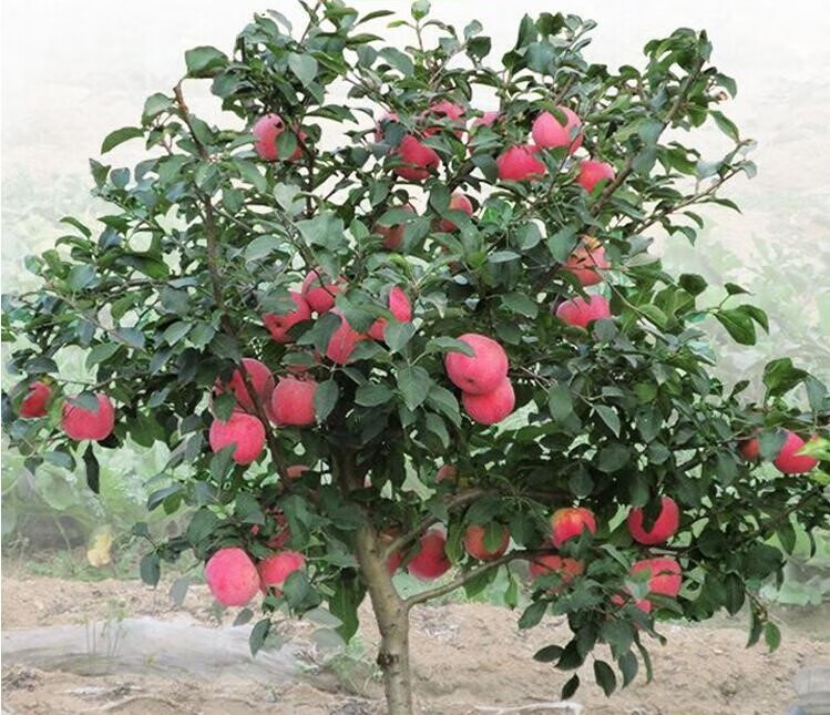红富士苹果树苗南方北方种植苹果树盆栽新品种庭院大苗地栽金冠10年苗
