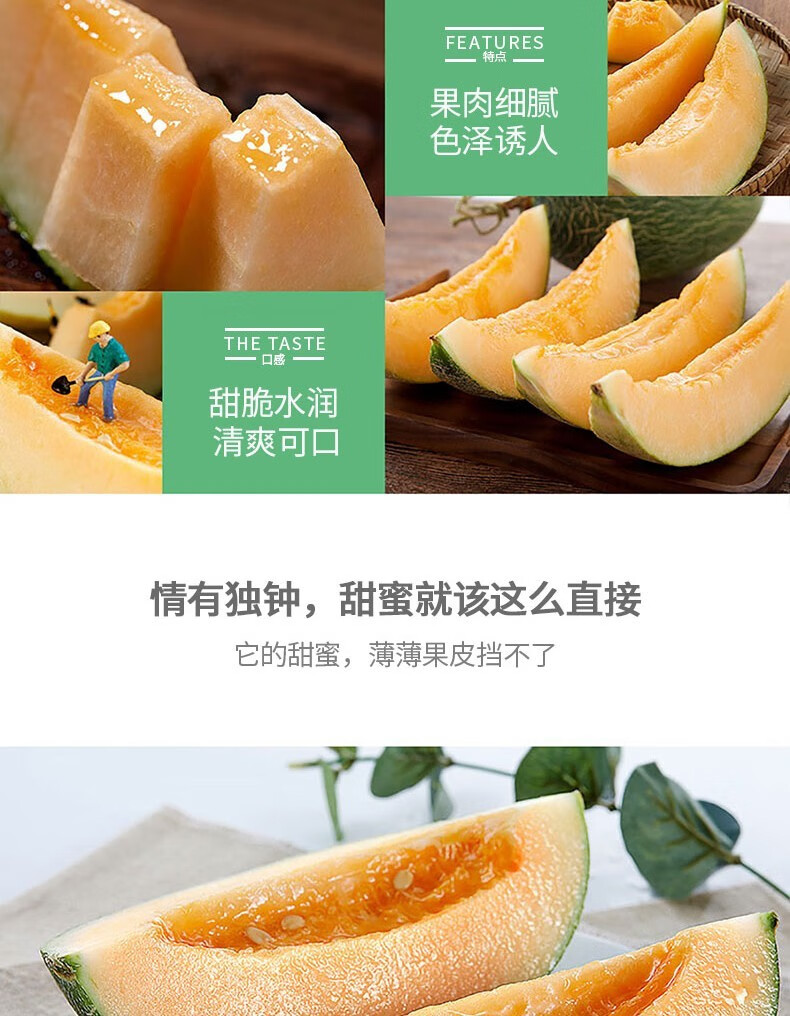 新鲜当季西州密瓜 哈密瓜 应季网纹甜瓜 现摘新鲜