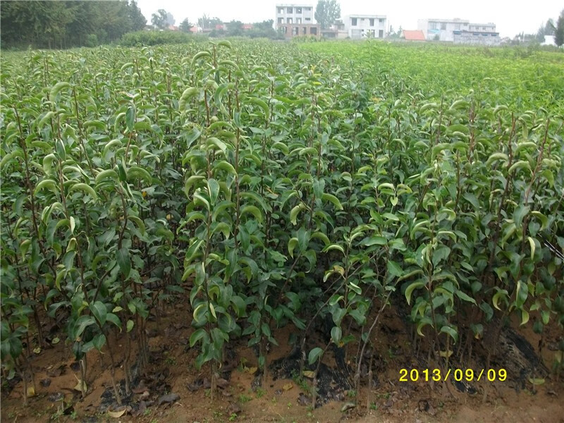 皇冠梨树苗黄金梨苗嫁接南方北方种植早熟抗寒耐热酥脆多汁果树苗6年