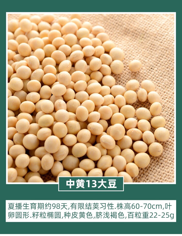 神禾 黄豆种子高产大粒夏播中黄37大豆 中黄13大豆种子 1斤简装【图片