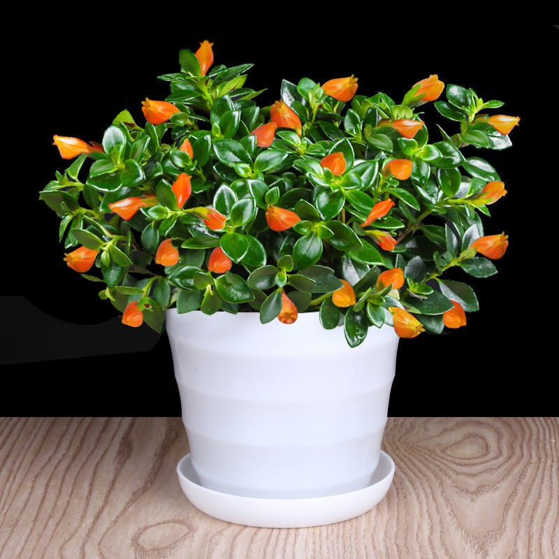 金鱼花吊兰盆栽室内绿植花卉多肉植物绿萝发财树好养橘红金鱼吊兰4253