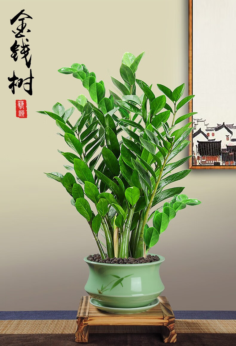 拼乐趣 金钱树大盆栽植物办公室内摇钱树钱串子招财绿植小盆景好养