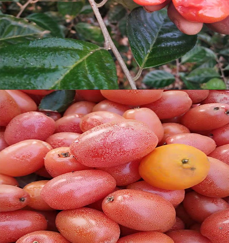 羊奶果苗特大果形 德甜二号 胡颓子苗胡秃子苗羊奶