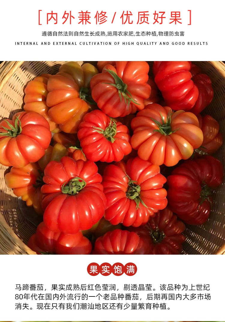 现摘现发潮汕马蹄番茄老品种自然熟西红柿孕妇新鲜水果235斤装儿时