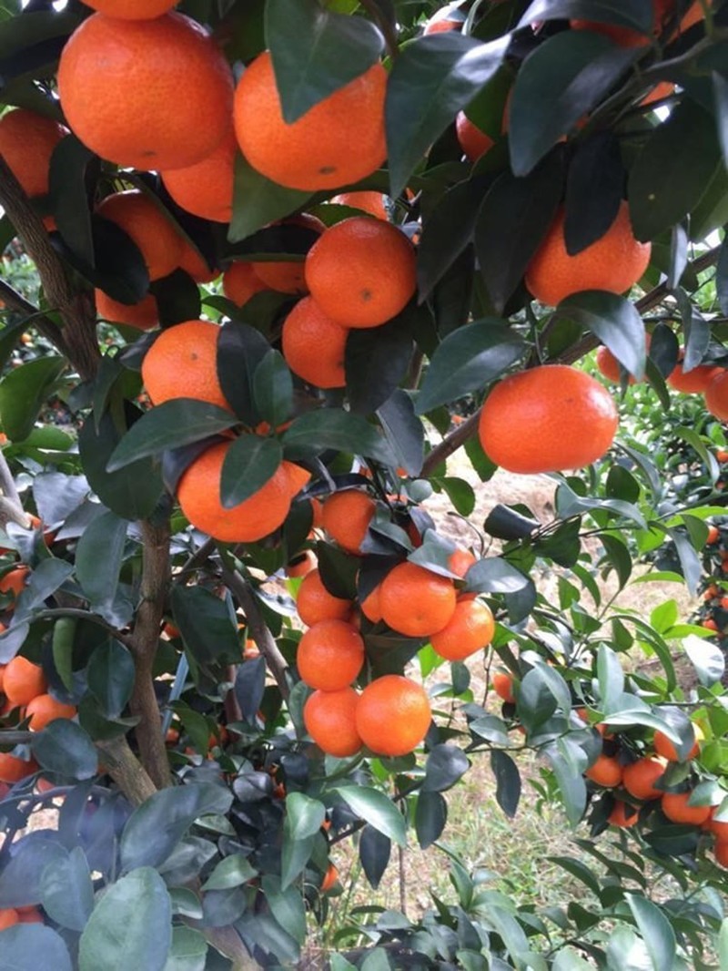 象山红美人柑橘树苗爱媛38号果树苗橘子树苗盆栽地栽南方北方种植十年