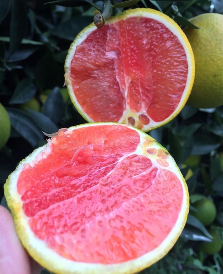 果园直发广西富川血橙红肉鲜橙子富川红肉脐橙新鲜红橙510斤当季新鲜