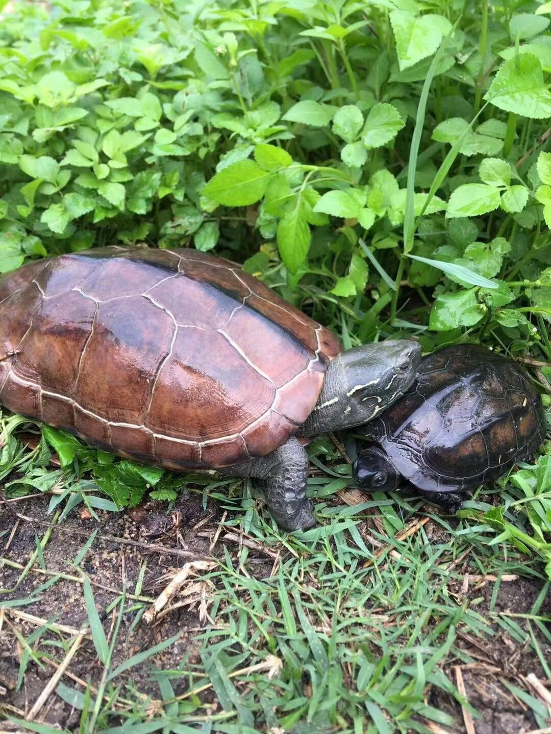 巨型大乌龟活体外塘生态中华草龟冷水慢长金线龟放生国龟大母草食用可