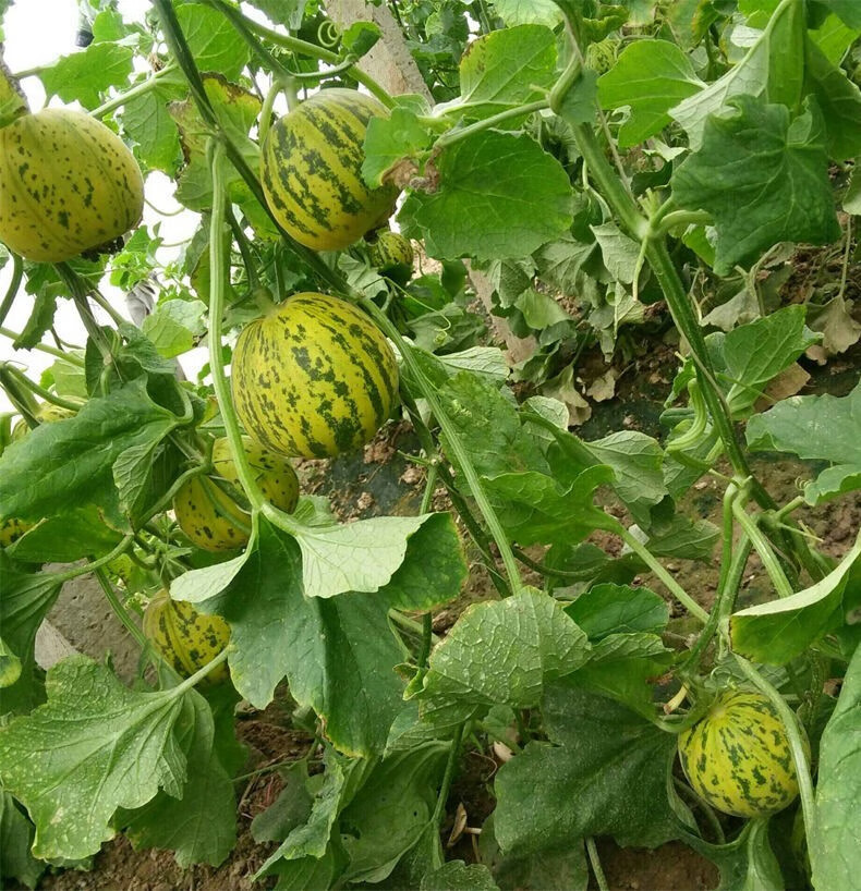 八里香香瓜花姑娘花蕾甜瓜新鲜脆瓜3斤