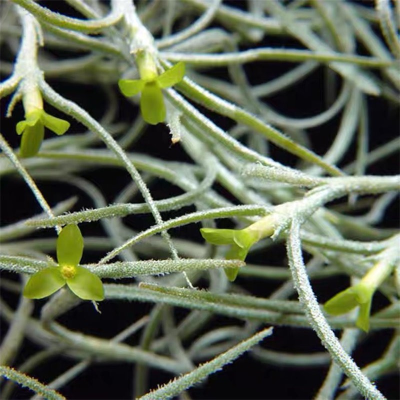 空气花凤梨 老人须无土懒人植物松萝不需泥土开花带香味干净好养 红