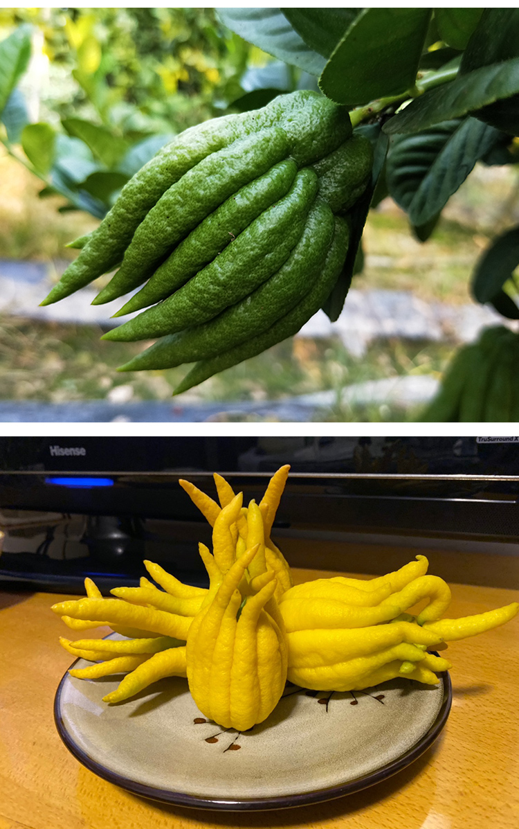 佛手柑的果子_佛手柑怎么吃_佛手柑吃了有什么好处啊