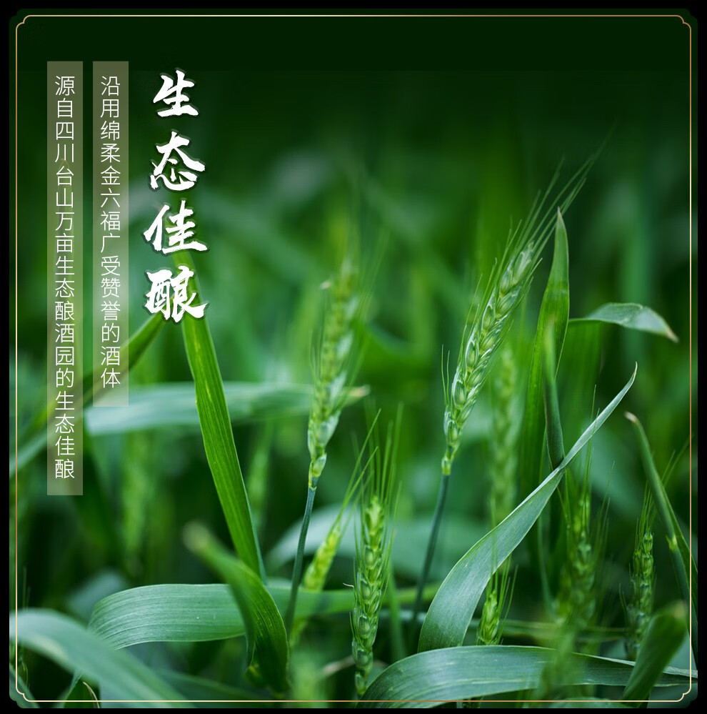 125751-【精选】金六福 五粮酿造 浓香型白酒 金酿壹号 50度 500ml*6瓶-详情图