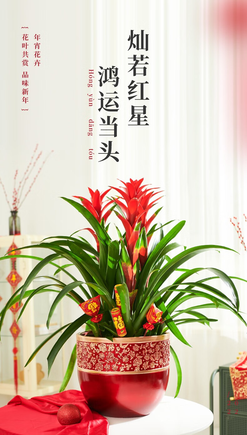 鸿运当头绿植盆栽花卉植物四季开花室内客厅水培植物红星凤梨水养植物